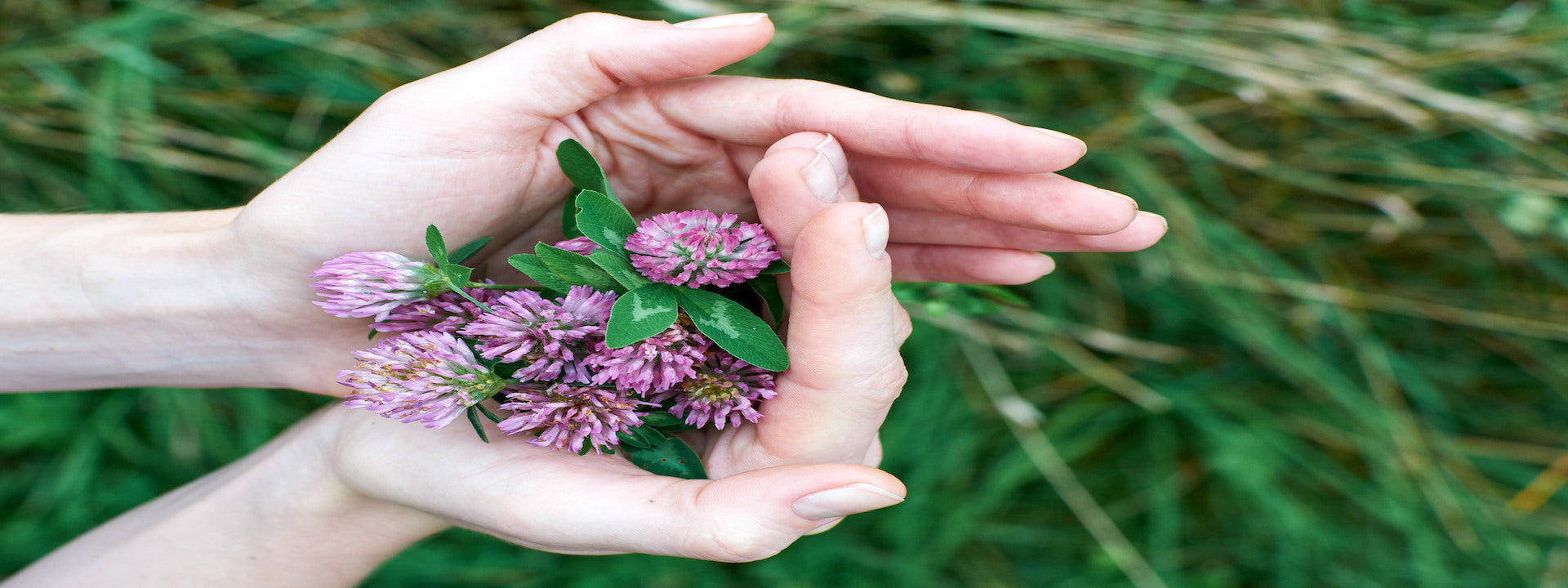 Can You Benefit From Fertility Herbs?